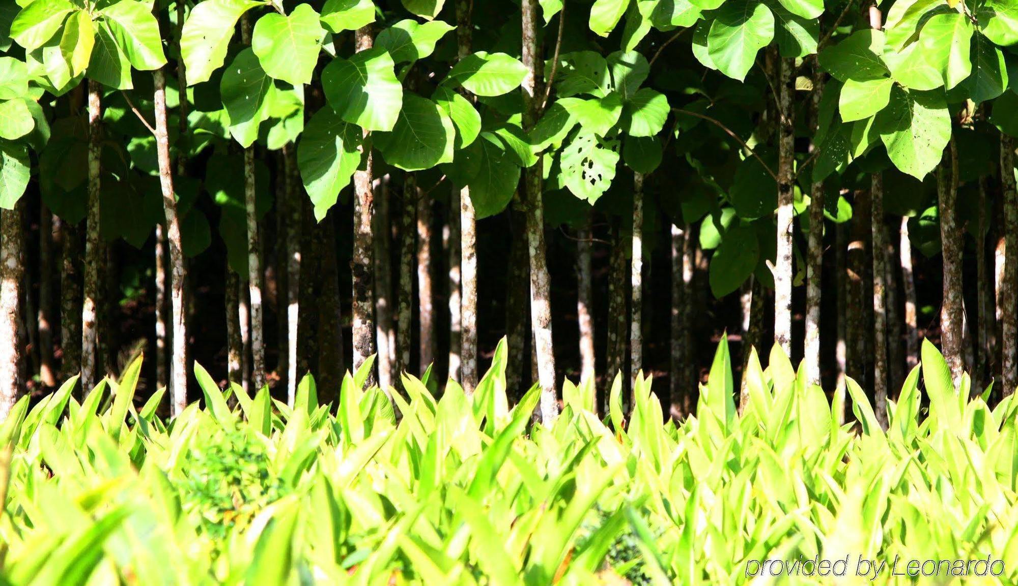 Machaca Hill Rainforest Canopy Lodge Punta Gorda Esterno foto